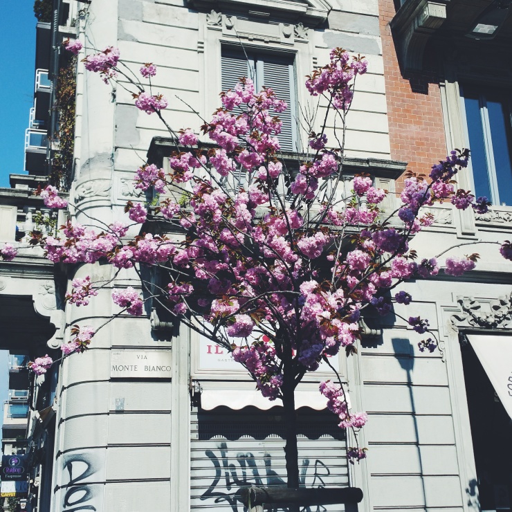 alberi in fiore a milano