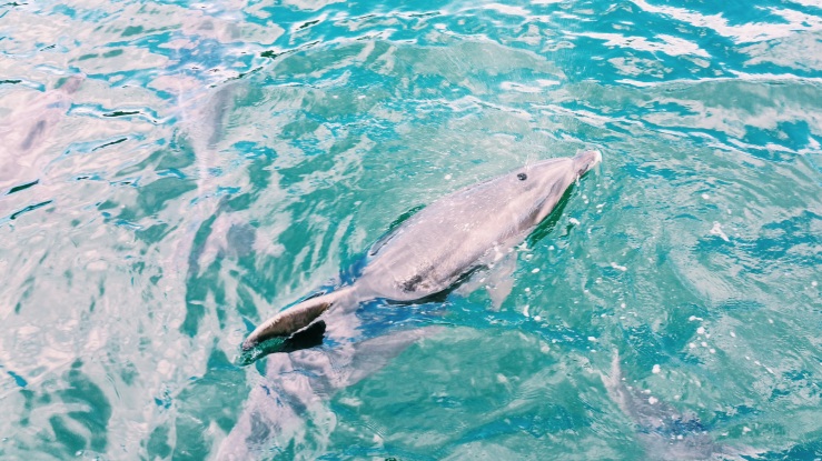 risotti e dintorni, new zealand, nuova zelanda, bay of islands, dolphins, delfini 
